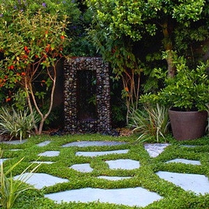 Dichondra repens, bulk 500 seeds, no mow lawn, great ground cover in warm climates, zone 9 to 11, containers, stepping stones, go barefoot