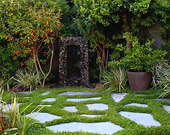 Dichondra repens, bulk 500 seeds, no mow lawn, great ground cover in warm climates, zone 9 to 11, containers, stepping stones, go barefoot