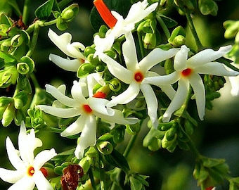 Indian Night Jasmine, 5 rare seeds, Nyctanthes arbor-tristis, fragrant blooms, tropical shrubby tree, zones 10 to 11, greenhouse, divine