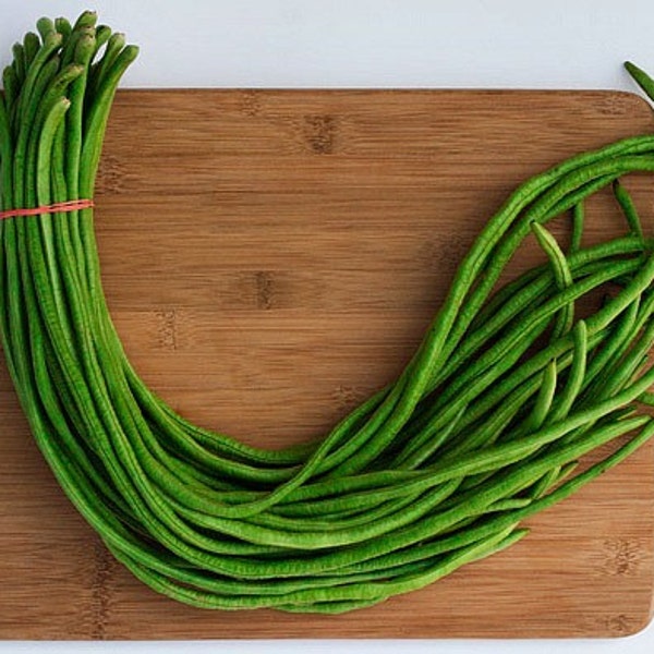 Green Noodle Bean, 10 seeds, Yard Long Bean, Asparagus Bean, vigorous Asian heirloom, tasty bean, loves heat, space saver, fun for kids