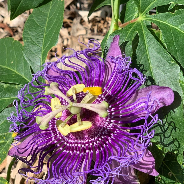 Purple Passion Flower, 10 seeds, fancy flowers, delicious fruit, robust vine, Passiflora edulis, perennial, zones 9 to 11, easy to grow
