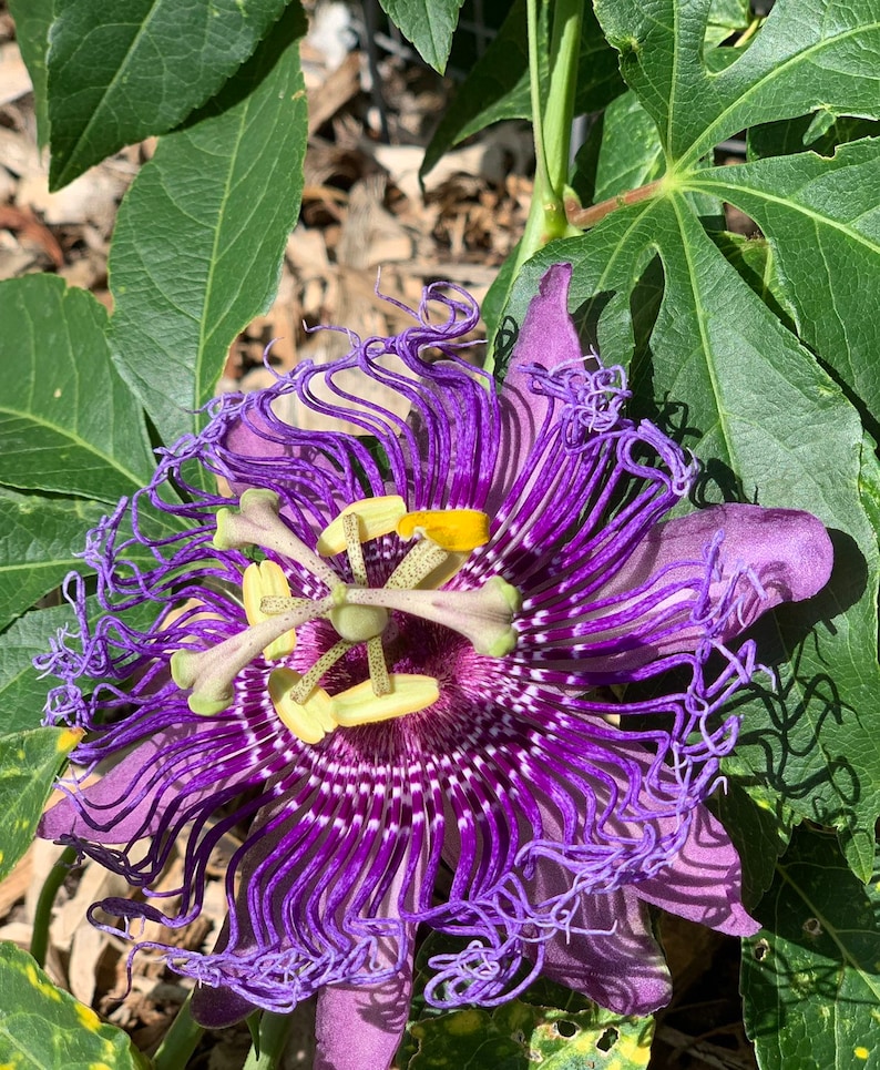 Banana passionfruit PASSIFLORA MOLLISSIMA passion fruit flower seed 100 SEEDS