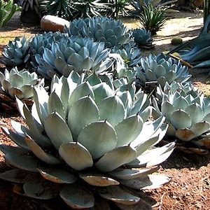 Artichoke Agave, Agave parryi, cold hardy succulent, 10 seeds, zones 5 to 11, desert garden, great container plant, houseplant image 1