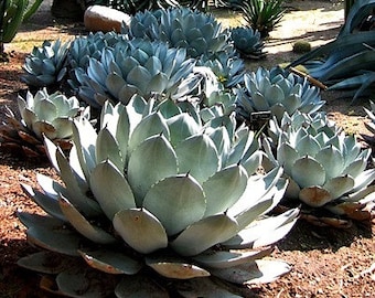 Artichoke Agave, Agave parryi, cold hardy succulent, 10 seeds, zones 5 to 11, desert garden, great container plant, houseplant