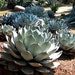 see more listings in the Succulents & Cactus section