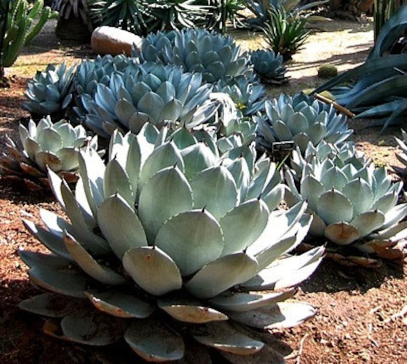 Artichoke Agave Agave Parryi Cold Hardy Succulent 10 Seeds Etsy