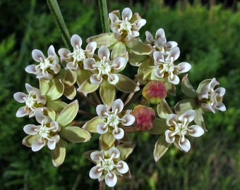 Asclepias verticillata, Horsetail Milkweed, 10 seeds, snowy blooms, perennial in all zones, butterfly wildflower, drought tolerant