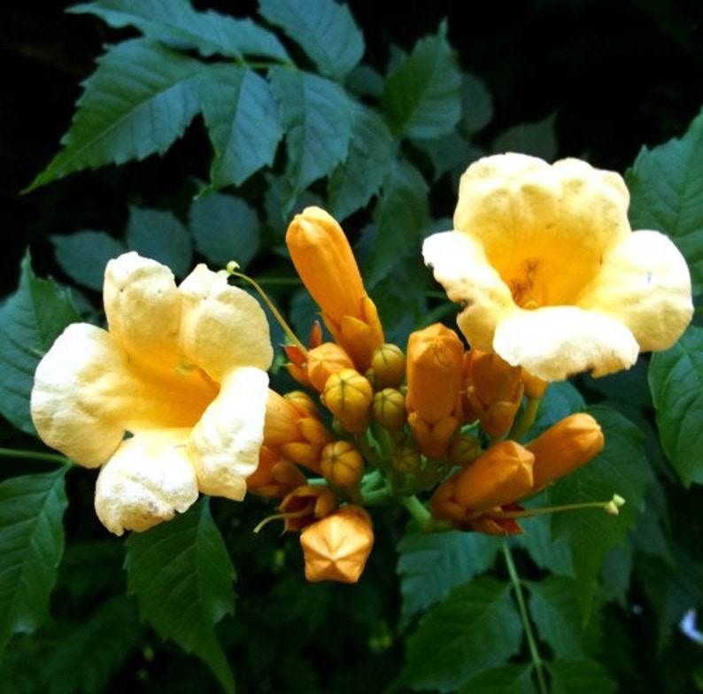 Golden Trumpet Vine 15 seeds Campsis radicans flava huge Etsy