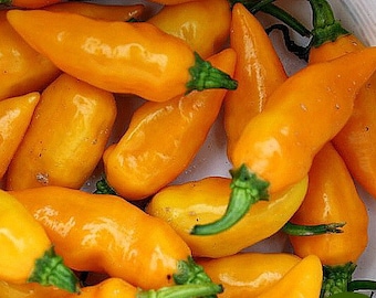 Datil Pepper, le piment le plus piquant du monde, saveur fruitée, 10 graines rares, vieil héritage de Saint-Augustin, pousse toute l'année, faites des sucettes glacées au poivre !