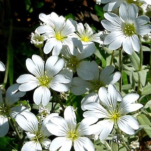May include: A cluster of delicate white flowers with yellow centers bloom on a green stem. The flowers have five petals each and are arranged in a loose bouquet.