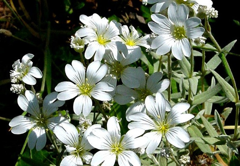 May include: A cluster of delicate white flowers with yellow centers bloom on a green stem. The flowers have five petals each and are arranged in a loose bouquet.