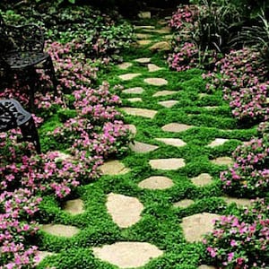 Dichondra repens, big pound bulk pack, no mow lawn, great ground cover, warm climate, zone 9 to 11, patio, paths, kids play yard, barefoot