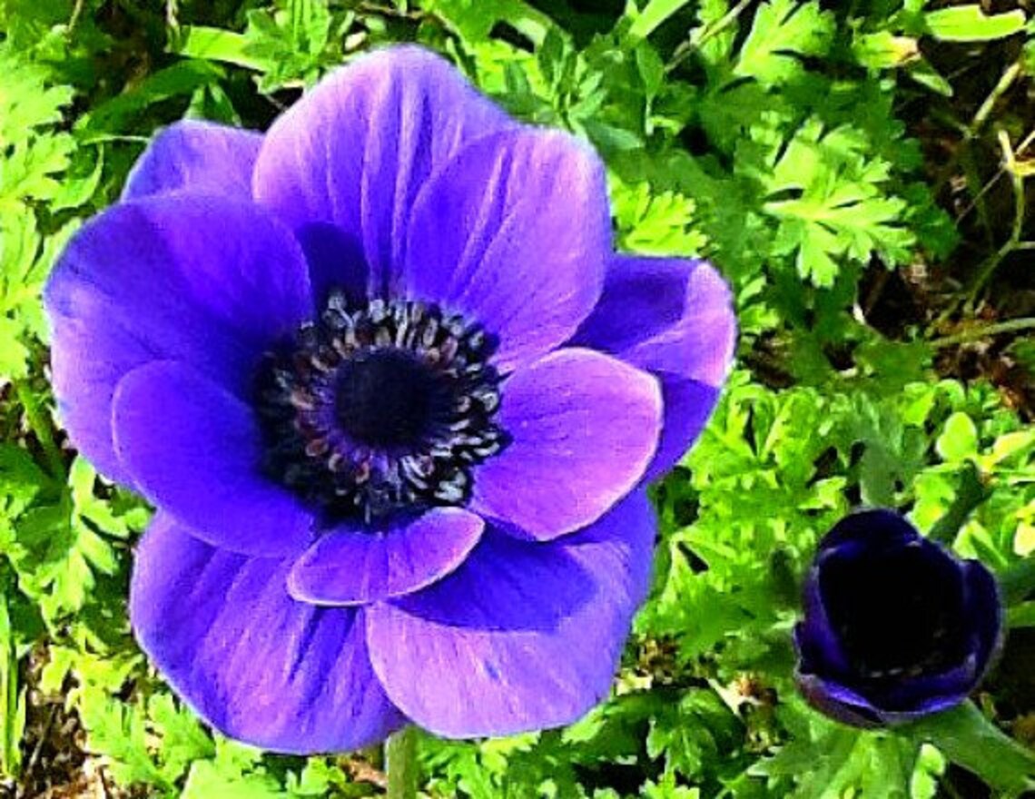 Anemone coronaria Windflower 50 seeds great cut flower low