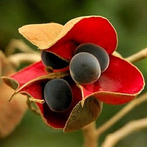 Black Pearl Tree, Majidea zangueberica, 5 seeds, Mgambo, showy tree, zones 9 to 11, houseplant, bonsai, exotic beads image 1