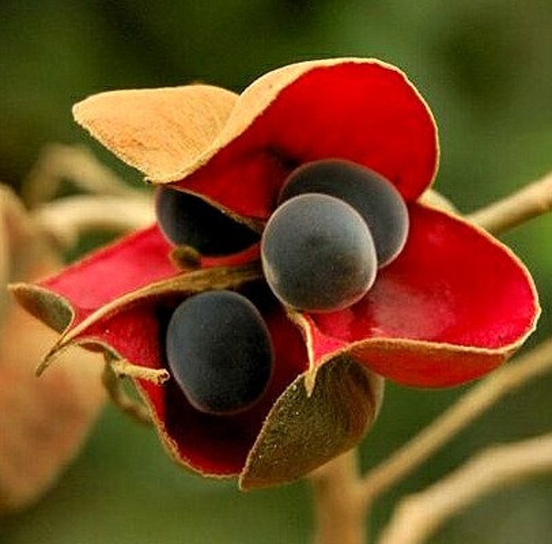 Black Pearl Tree, Majidea zangueberica, 5 seeds, Mgambo, showy tree, zones 9 to 11, houseplant, bonsai, exotic beads image 1