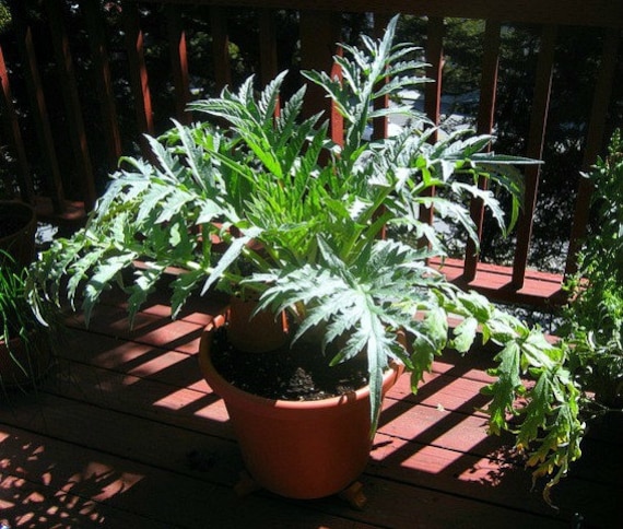 aglaonema 48 Aglaonema