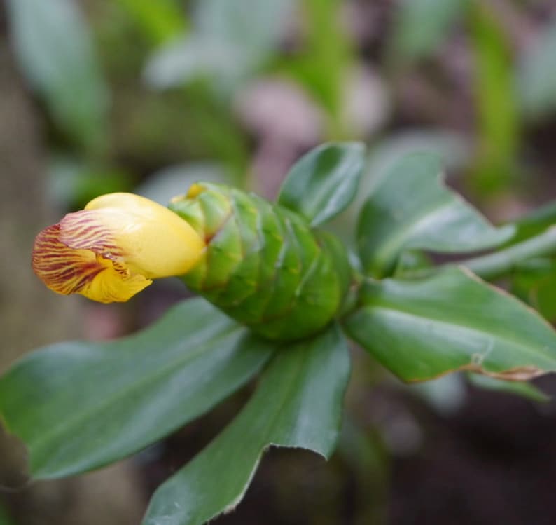 Costus pictus, Painted Spiral Ginger, rare seeds, zones 9 to 11, vivid blooms, spectacular variegated foliage image 2