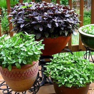 Gourmet Basil Collection, 500 plus seeds, favorites: Genovese, Thai, Lemon, cool weather, herb garden