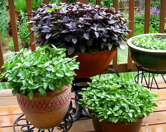 Gourmet Basil Collection, 500 plus seeds, favorites: Genovese, Thai, Lemon, cool weather, herb garden