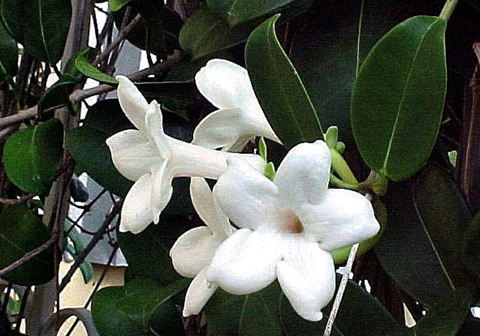 Madagascar Jasmine Stephanotis Floribunda Rare Seeds White Etsy