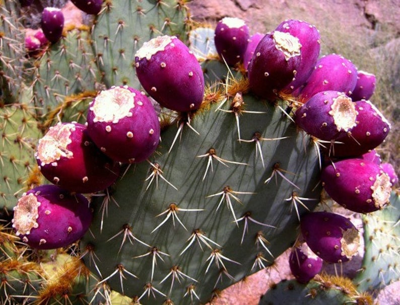 Cactus Apple Opuntia Engelmannii 10 Seeds Showy Prickly Etsy