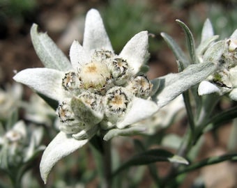 Edelweiss, Leontopodium alpinum, hardy in zones 4-7, Perennial. thrives in cold temperatures, long bloom time