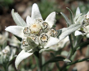 Edelweiss, Leontopodium alpinum, rustique dans les zones 4-7, vivace. pousse bien par temps froid, longue période de floraison