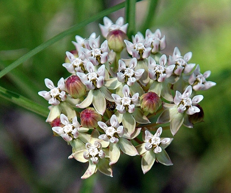 Asclepias verticillata Horsetail Milkweed 25 seeds snowy | Etsy