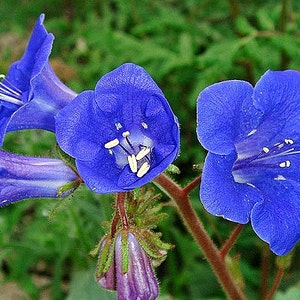 Desert Bluebells, Phacelia campanularia, 500 seeds, electric blue wildflower, any zone 3 to 10, great ground cover, desert charmer image 5