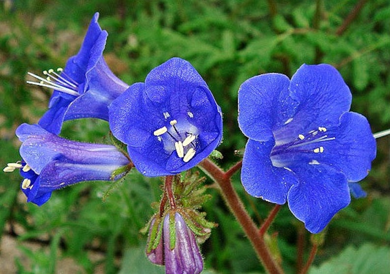 Desert Bluebells, Phacelia campanularia, 500 seeds, electric blue wildflower, any zone 3 to 10, great ground cover, desert charmer image 5