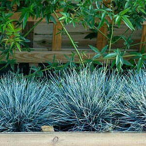 Blue Fescue Grass, 100 seeds, Festuca glauca, ground cover, perennial zones 4 to 10, drought tolerant, deer proof, loves the desert, so easy image 3