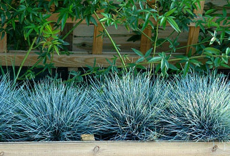 Blue Fescue Grass, 100 seeds, Festuca glauca, ground cover, perennial zones 4 to 10, drought tolerant, deer proof, loves the desert, so easy image 3