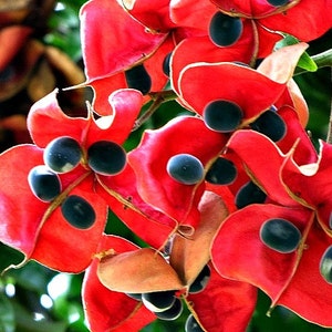 Black Pearl Tree, Majidea zangueberica, 5 seeds, Mgambo, showy tree, zones 9 to 11, houseplant, bonsai, exotic beads image 2