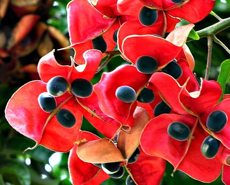 Black Pearl Tree, Majidea zangueberica, 5 seeds, Mgambo, showy tree, zones 9 to 11, houseplant, bonsai, exotic beads image 2