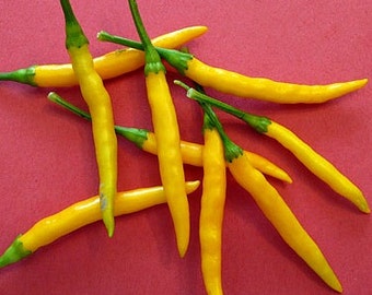 Burapa Pepper, Thai Yellow Chile, 10 heirloom seeds, scorching hot, great fresh or dried, complex flavor,  golden fruit, pretty plants