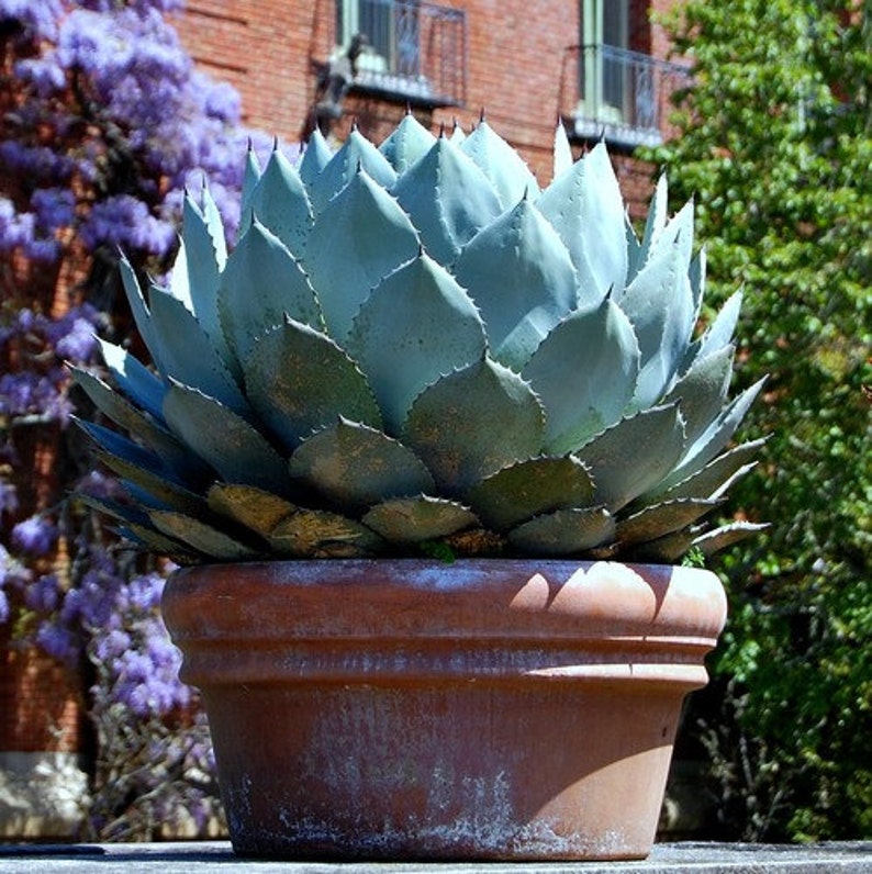 Artichoke Agave, Agave parryi, cold hardy succulent, 10 seeds, zones 5 to 11, desert garden, great container plant, houseplant image 2