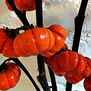 Pumpkin on a Stick, Hmong Eggplant, 15 seeds, Solanum integrifolium, easy annual, all zones, showy orange fruit, neat dried flower image 1