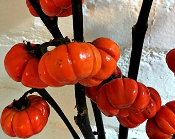 Pumpkin on a Stick, Hmong Eggplant, 15 seeds, Solanum integrifolium, easy annual, all zones, showy orange fruit, neat dried flower