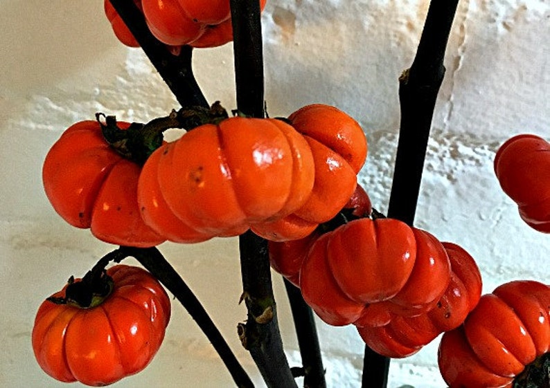 Pumpkin on a Stick, Hmong Eggplant, 15 seeds, Solanum integrifolium, easy annual, all zones, showy orange fruit, neat dried flower image 1