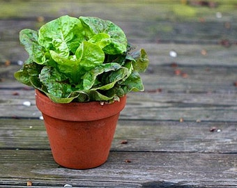 Tom Thumb Lettuce, mini butterhead, 100 heirloom seeds, non GMO, patio garden, container size, Monticello favorite, farmers markets