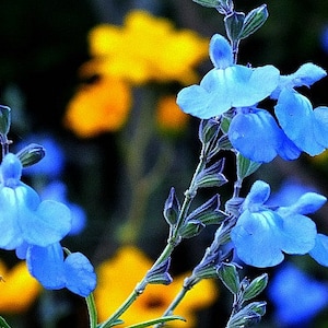Blue Prairie Sage, Salvia azurea, 15 seeds, fluffy blooms, sweet fragrance, cold hardy, drought tolerant, zones 5 to 10, butterfly garden image 3