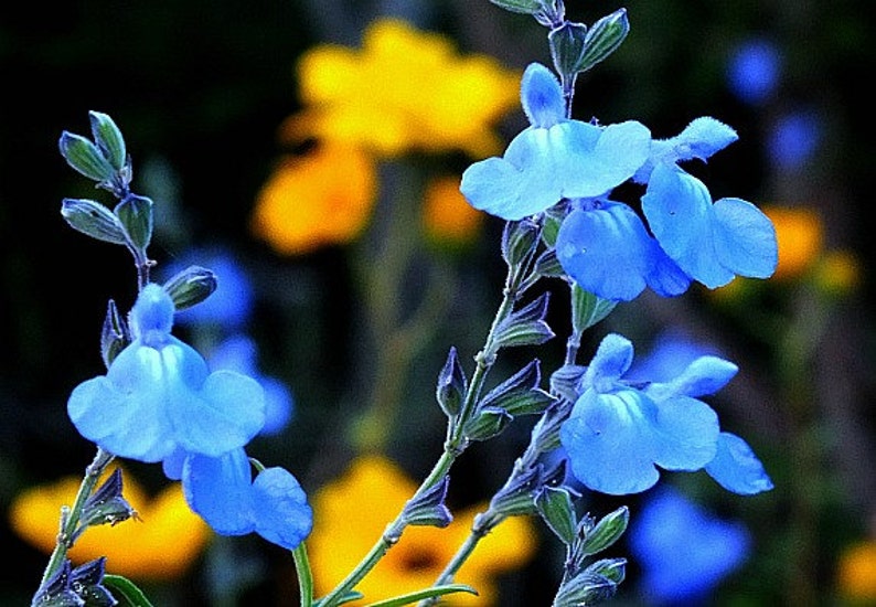 Blue Prairie Sage, Salvia azurea, 15 seeds, fluffy blooms, sweet fragrance, cold hardy, drought tolerant, zones 5 to 10, butterfly garden image 3