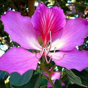 Bauhinia purpurea, Magenta Hong Kong Orchid Tree, 10 seeds, spectacular blooms, easy small tree, zones 8 to 11