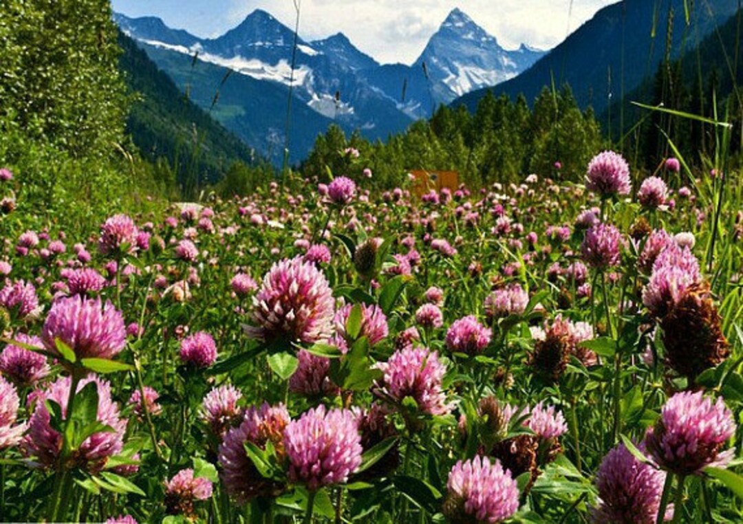 Strawberry Clover, 3000 Bulk Seeds, Trifolium, Winter Sow, Easy Lawn