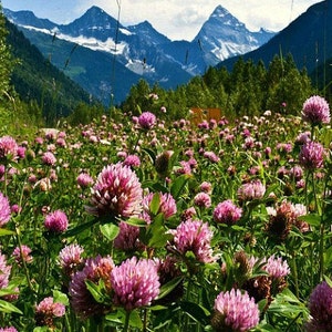 Strawberry Clover, 3000 bulk seeds, Trifolium, winter sow, easy lawn, cover crop, all zones, enriches the soil, prevents weeds, SALE