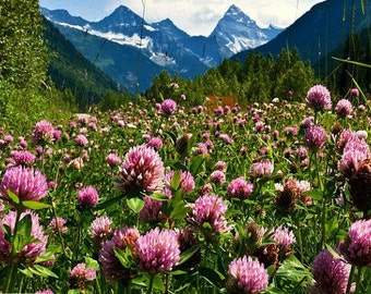 Strawberry Clover, 3000 bulk seeds, Trifolium, winter sow, easy lawn, cover crop, all zones, enriches the soil, prevents weeds, SALE