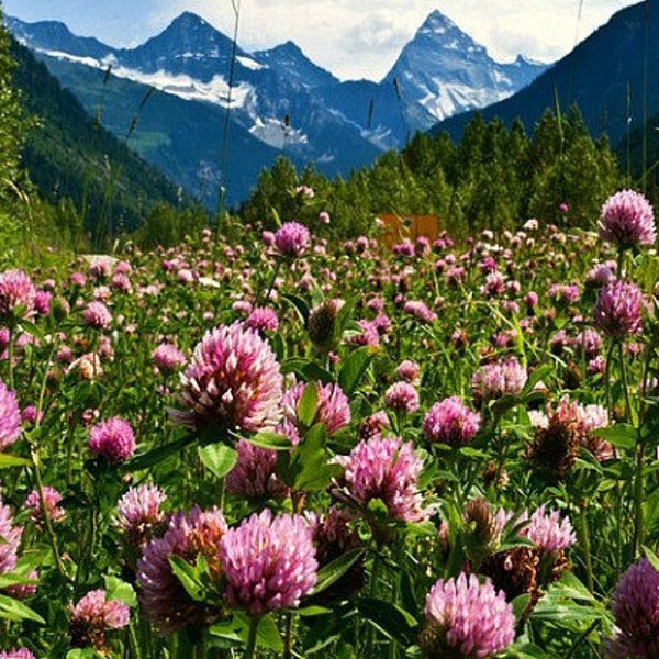 Strawberry Clover, 3000 bulk seeds, Trifolium, winter sow, easy lawn, cover crop, all zones, enriches the soil, prevents weeds, SALE