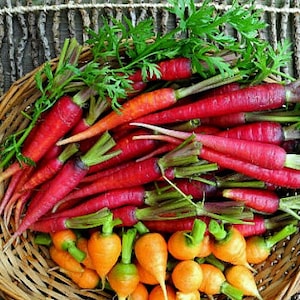 Rainbow Carrot Mix seven fancy heirlooms, 350 seeds, spring garden, fun for kids, non GMO, crazy colors image 2