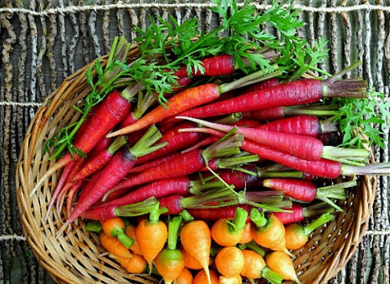 Rainbow Carrot Mix seven fancy heirlooms, 350 seeds, spring garden, fun for kids, non GMO, crazy colors image 2