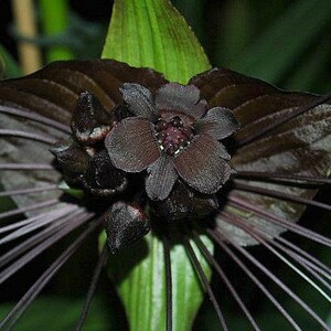 Tacca chantrieri, Black Bat Flower, 5 fresh seeds, tall black blossoms, tropical garden, zone 10 to 11, houseplant, greenhouse, goth garden image 3